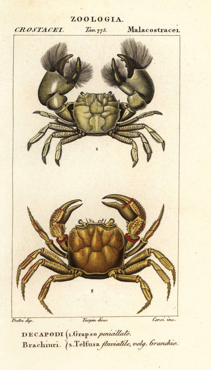 Hemigrapsus penicillatus og Potamon fluviatile af Corsi Corsi