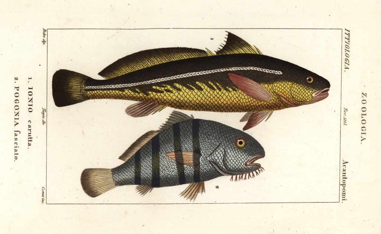 Karut croaker, Johnius carutta, Ionio carutta 1 og sort tromle, Pogonias cromis, Pogonias fasciatus, Pogonia fasciato 2 af Corsi Corsi