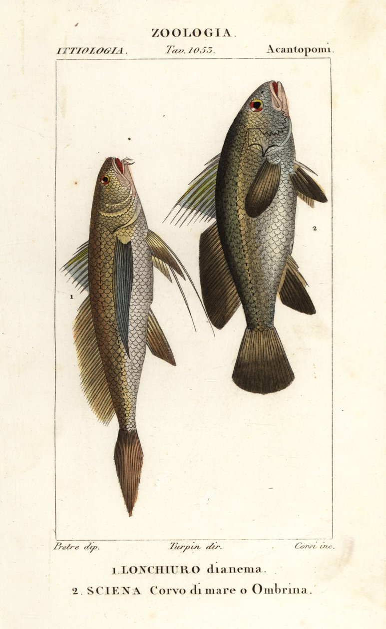 Longtail croaker, Lonchurus lanceolatus 1 og mager, croaker, stenbasse, shadefish, Argyrosomus regius 2 af Corsi Corsi
