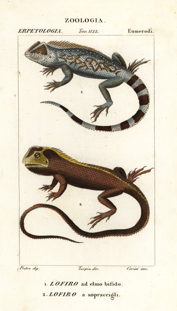 Lyreshead øgle, Lyriocephalus scutatus 1 og dykkerøgle eller mophead leguan, Uranoscodon superciliosus 2 af Corsi Corsi