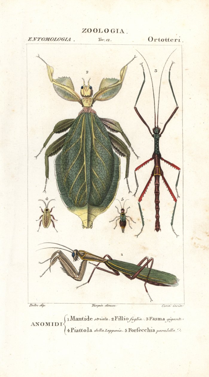 Mantis, bladinsekt, pindeinsekt mv af Corsi Corsi