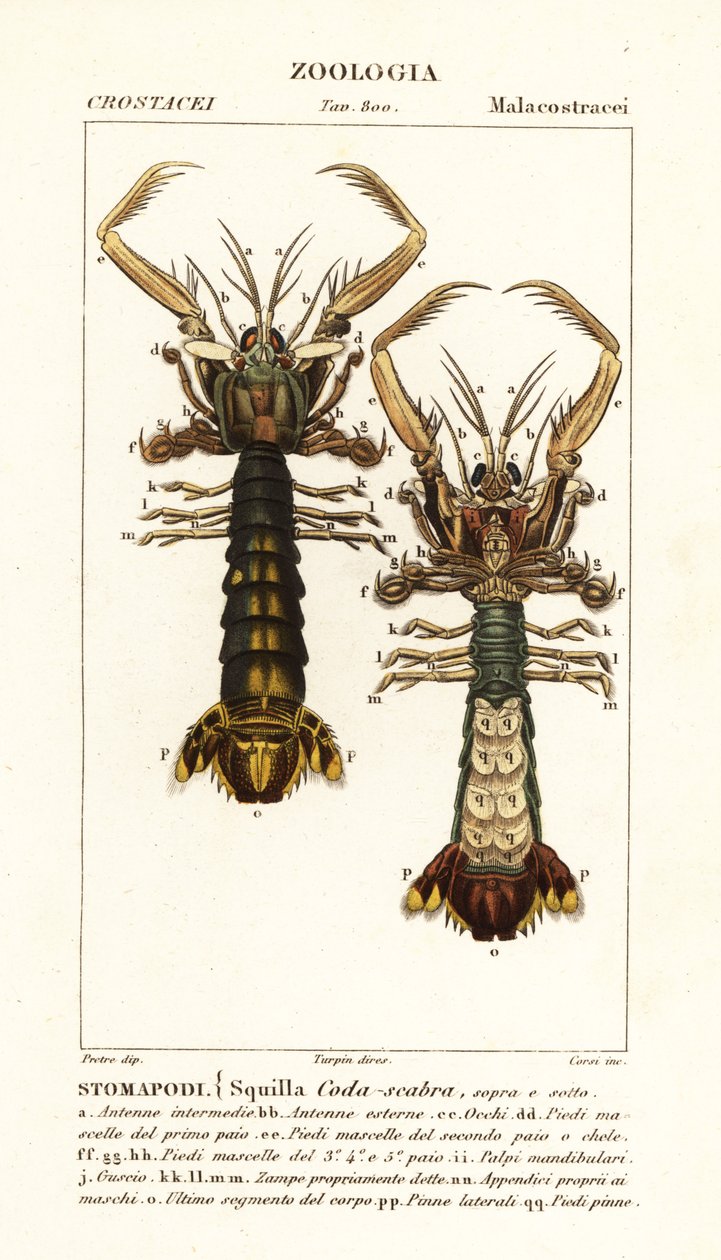 Mantis-rejer, Lysiosquilla scabricauda af Corsi Corsi