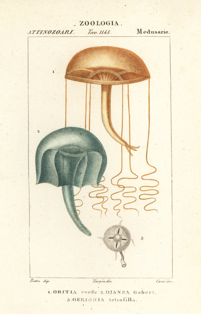 Medusa med blotte øjne, Orythia viridis, Oritia verde 1 og hydrozoaner, Geryonia proboscidalis, Dianea gabert 2 og Liriope tetraphylla, Gerionia tetrafilla 3 af Corsi Corsi