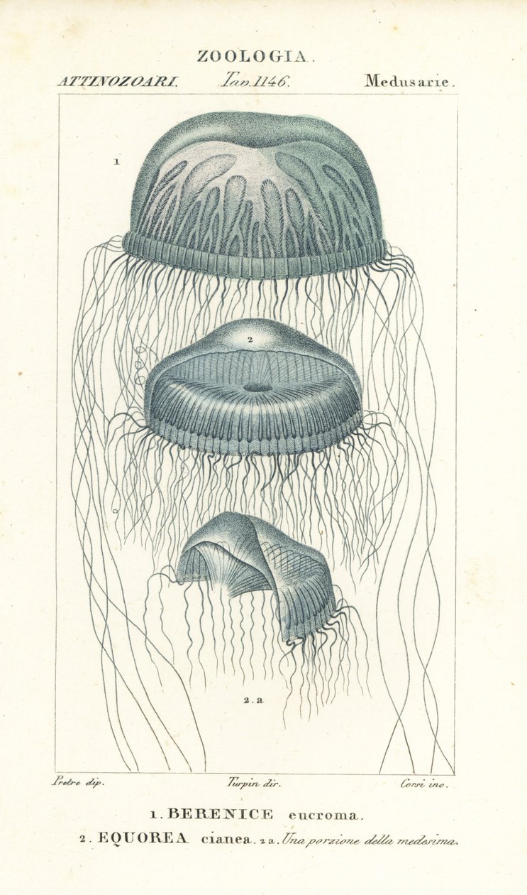 Medusa-vandmander med blotte øjne, Berenix euchroma 1 og krystalgelé, Aequorea cyanea 2 af Corsi Corsi