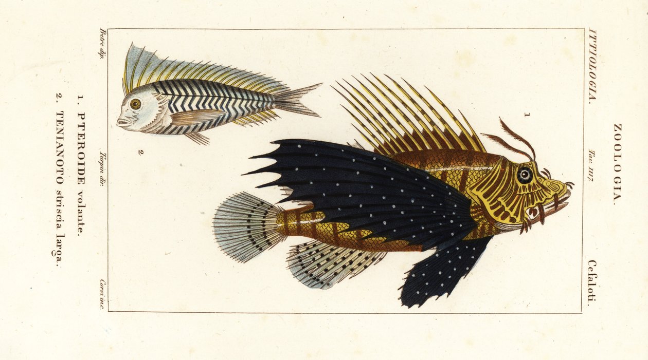 Rød løvefisk, Pterois volitans, Pteroide volante 1 og blå blanquillo, Taenianotus latovittatus, Tenianoto striata larga 2 af Corsi Corsi