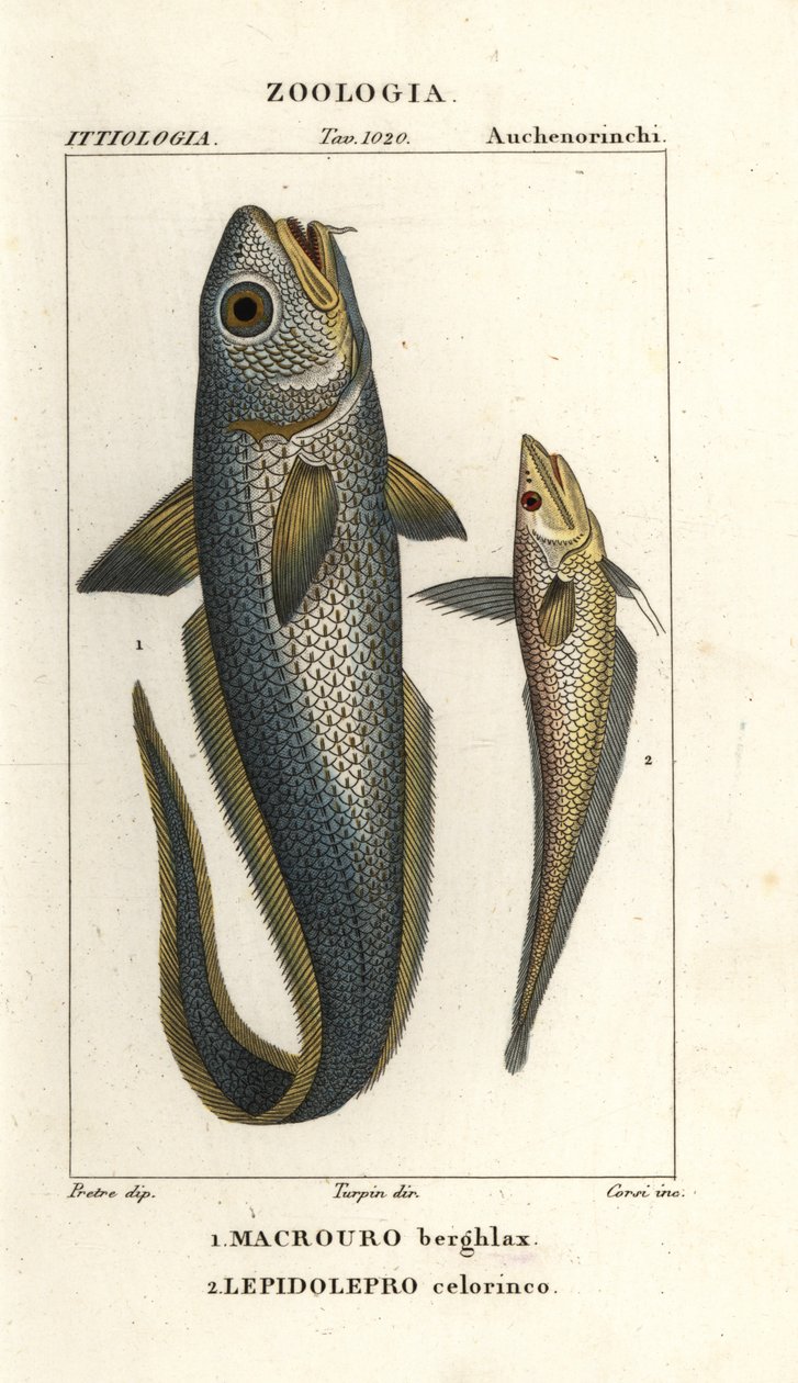 Roughhead grenadier eller løgøje grenadier, Macrourus berglax 1 og hulsnout grenadier, Coelorhynchus caelorhincus (Lepidoleprus coelorhynchus) 2 af Corsi Corsi