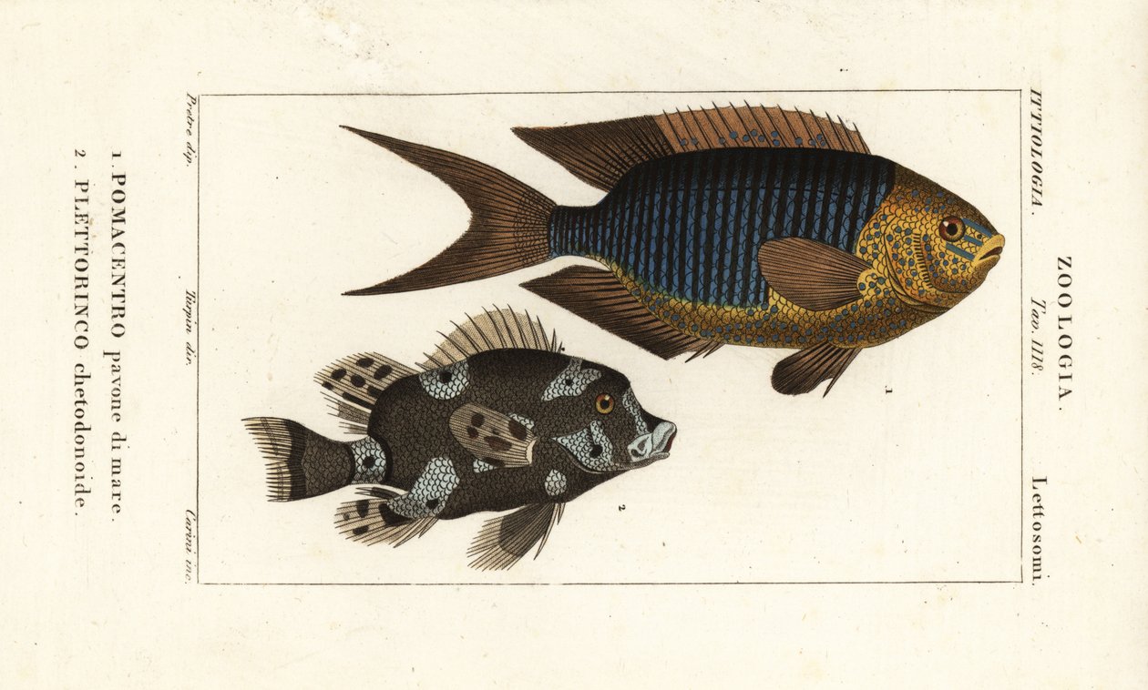Sapphire damsel, Pomacentrus pavo, pavone di mare 1 og harlequin sweetlips, Plectorhinchus chaetodonoides, Plettorinco chetodonoides 2 af Corsi Corsi