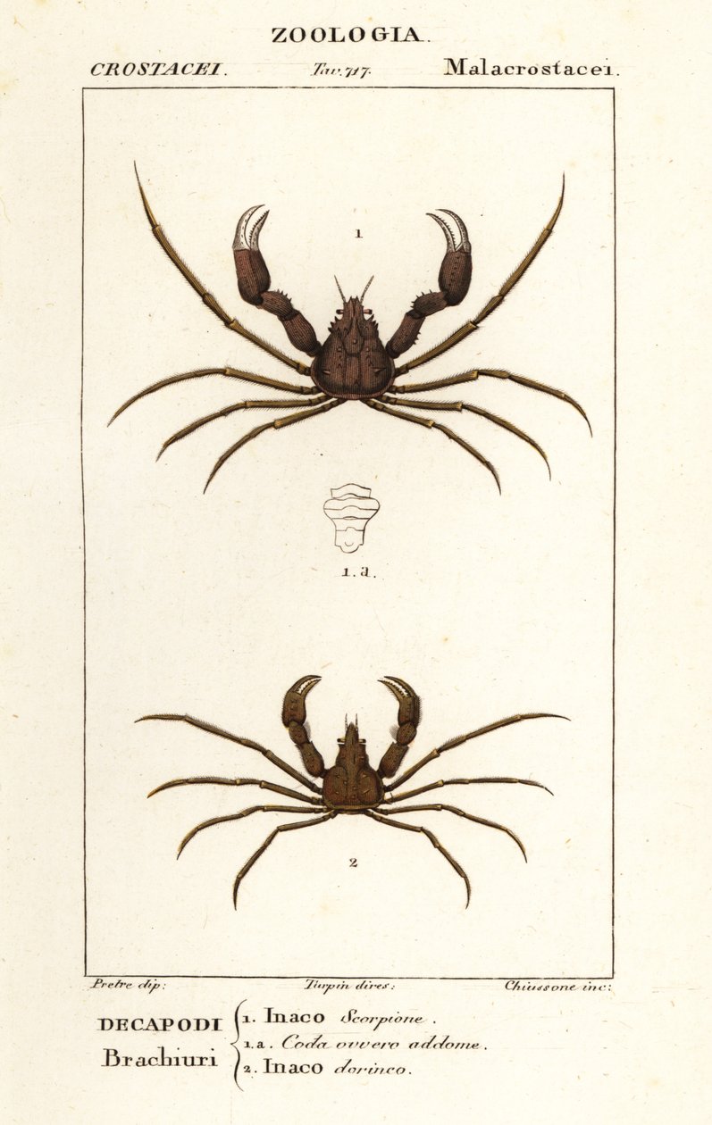 Scorpion edderkoppekrabbe og Leachs edderkoppekrabbe af Corsi Corsi