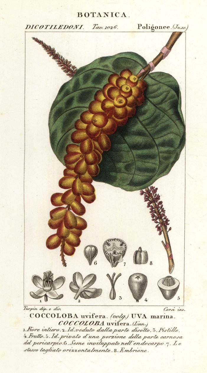 Seagrape eller baygrape, Coccoloba uvifera, Sea grape af Corsi Corsi