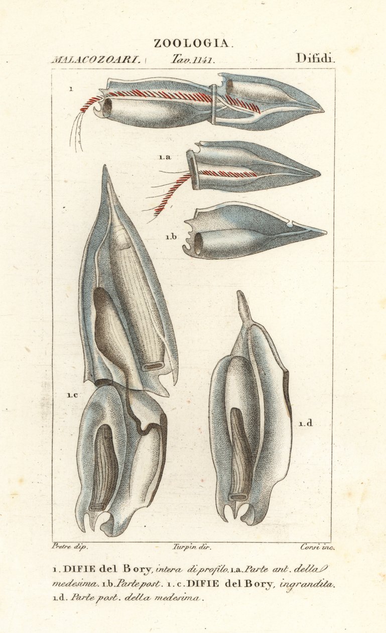 Siphonophores, Diphyes dispar, Diphyes boryi, Difie del Bory af Corsi Corsi