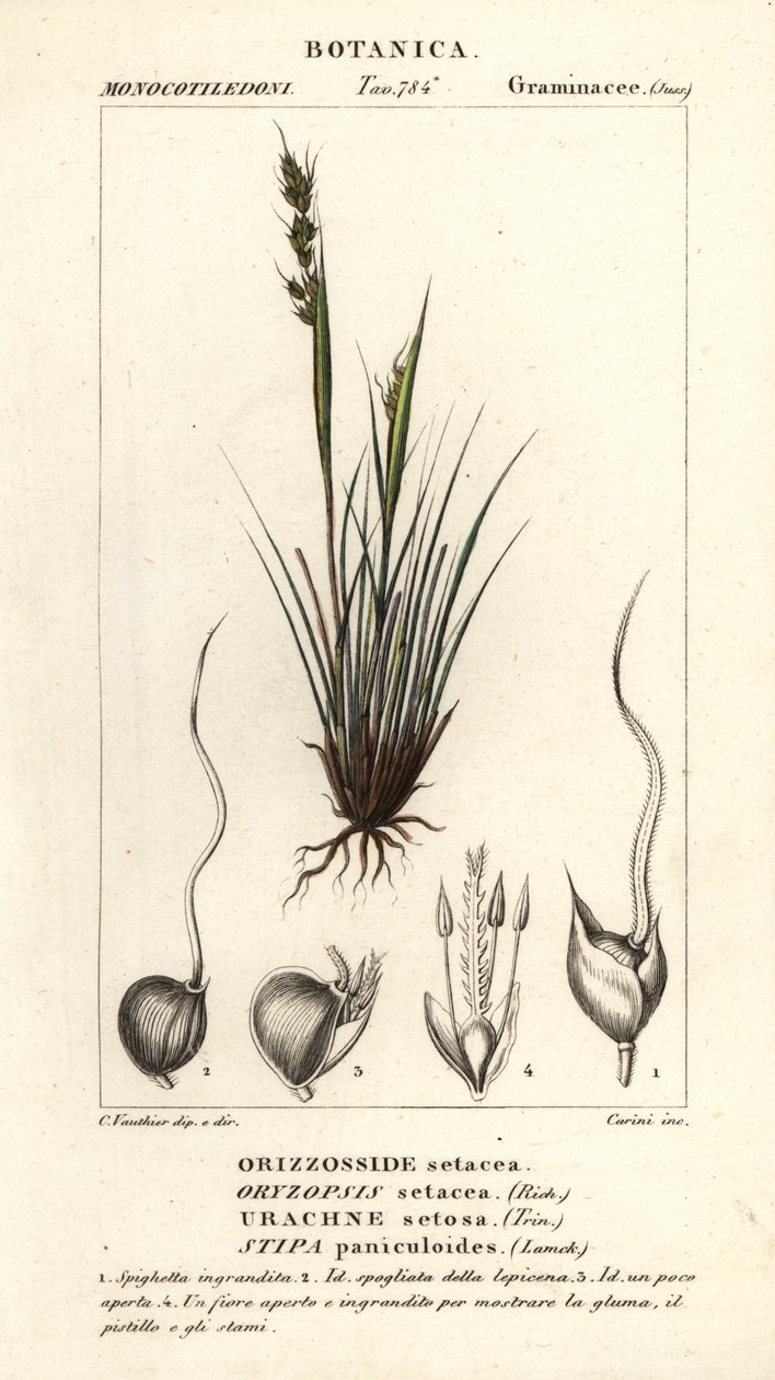 Spydgræs, Piptochaetium panicoides af Corsi Corsi