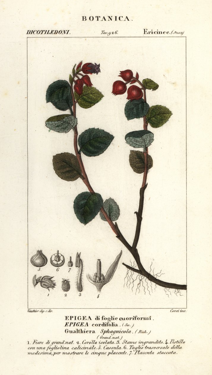Tebær, Gaultheria domingensis af Corsi Corsi