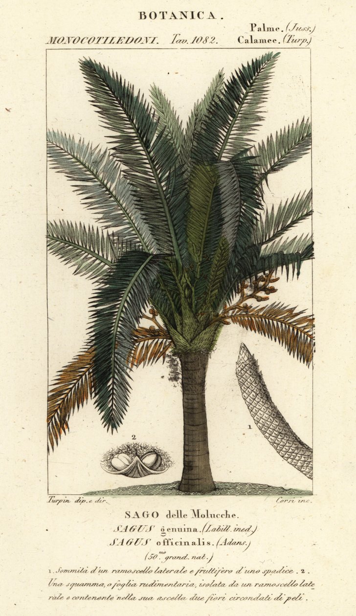 True sago palm, Metroxylon sagu af Corsi Corsi