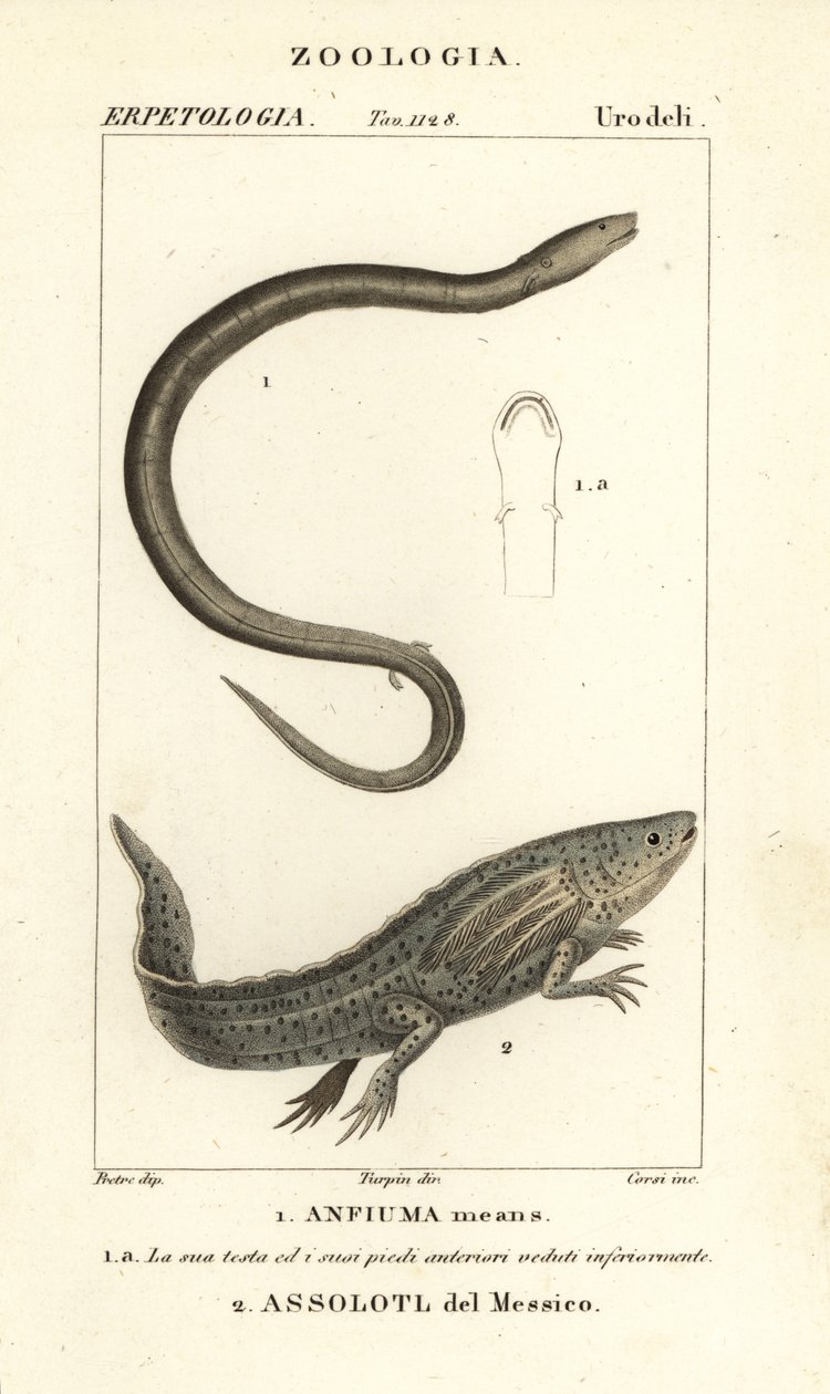 Totået amphiuma, Amphiuma betyder, Anfiuma betyder 1 og kritisk truet axolotl eller mexicansk vandrende fisk, Ambystoma mexicanum, Assolotl del Messico 2 af Corsi Corsi