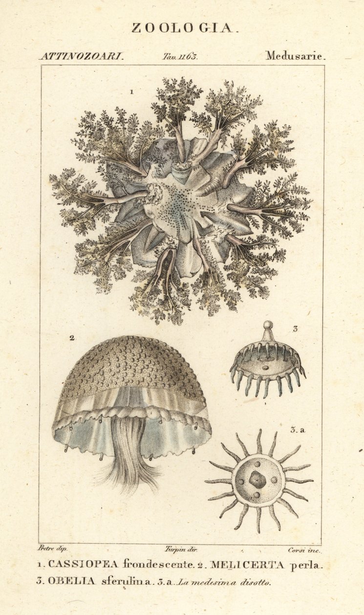 Op og ned vandmænd, Cassiopea frondosa 1, Melicertum art 2 og obelia polyp 3 af Corsi Corsi