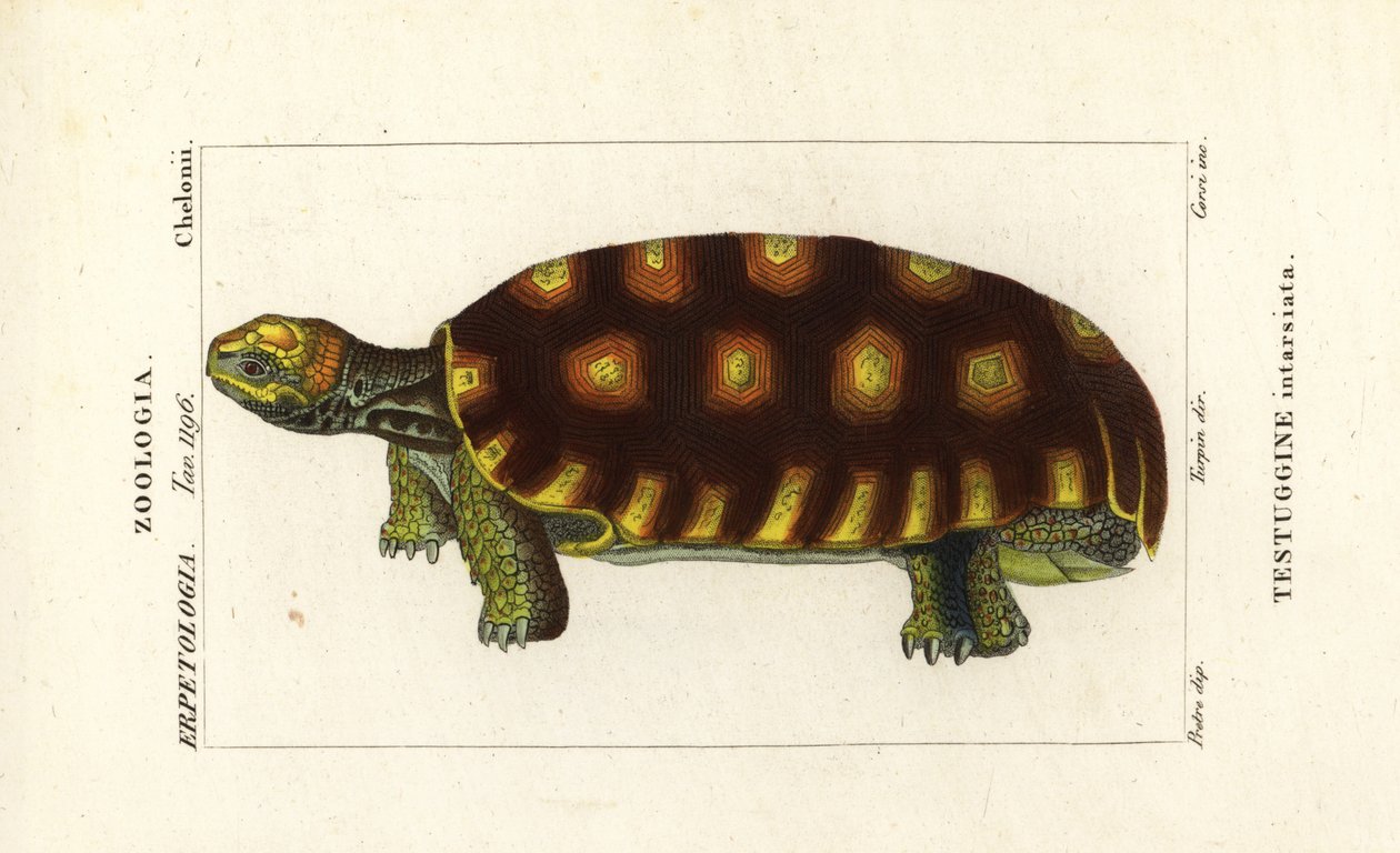 Gulfodet skildpadde eller brasiliansk kæmpeskildpadde, Chelonoidis denticulatus Testudo tabulata Testuginne intarsiata af Corsi Corsi
