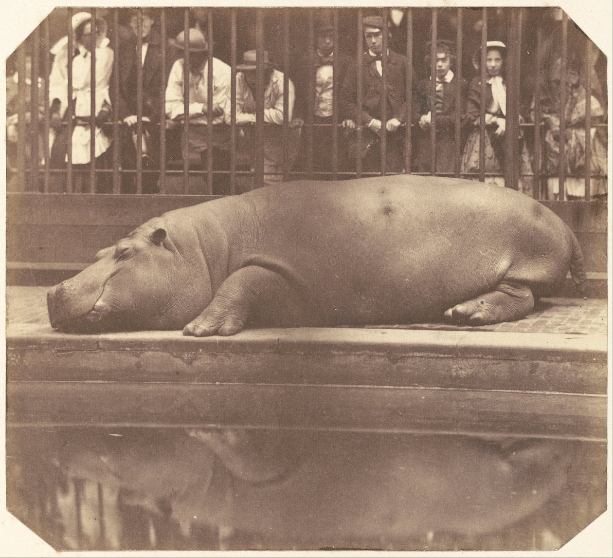 Flodhesten i Zoologiske haver, Regent