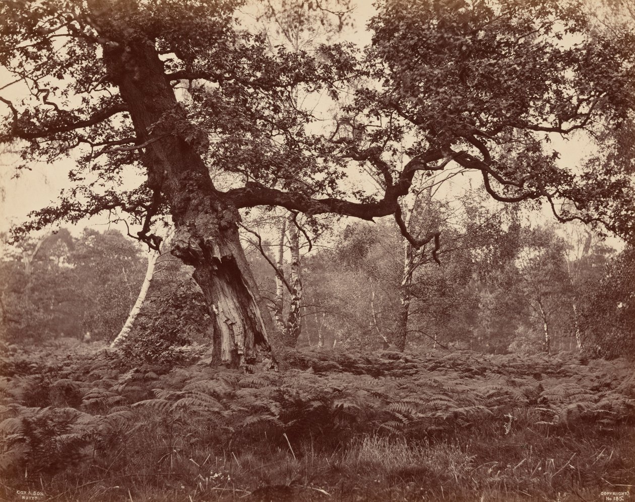 Studie af træ, ca. 1870 (foto) af Cox & Son