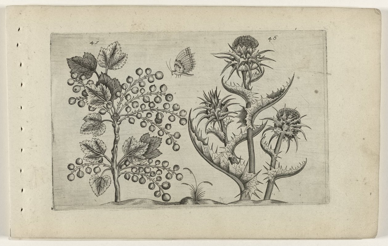 Aalbes en Mariadistel Know the Lilies (serietitel) af Crispijn van de Passe (I) (attributed to)