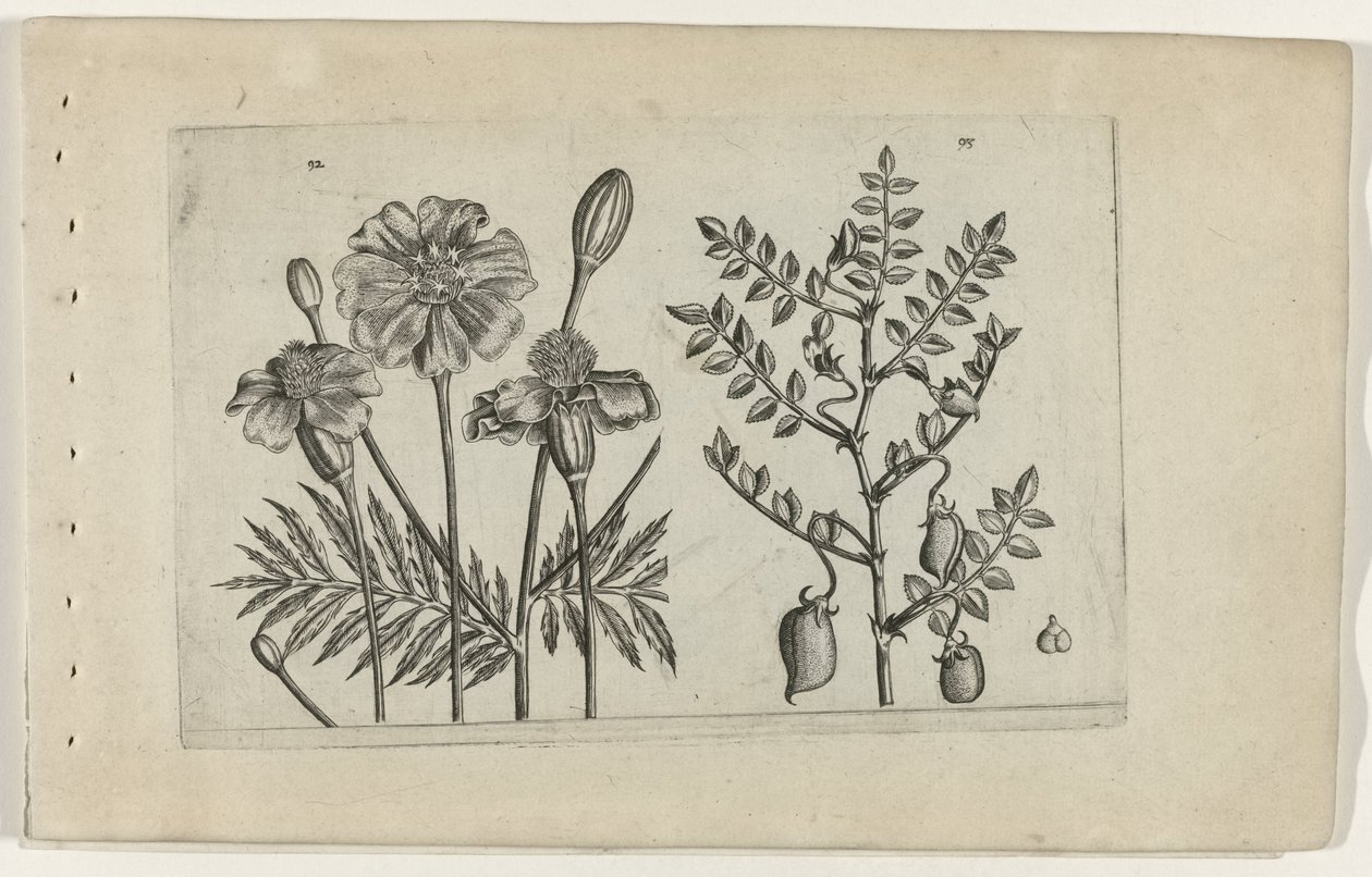 Tagetes og kikærter Cognoscite lilia (serietitel) af Crispijn van de Passe (I) (attributed to)