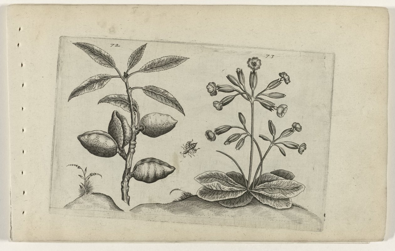Amandelboom og gulden nøglebloem Know the Lilies (serietitel) af Crispijn van de Passe (I) (attributed to)
