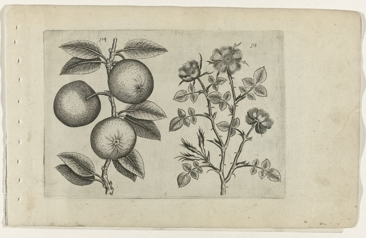 Æble og hund rose Cognoscite lilia (serietitel) af Crispijn van de Passe (I) (attributed to)