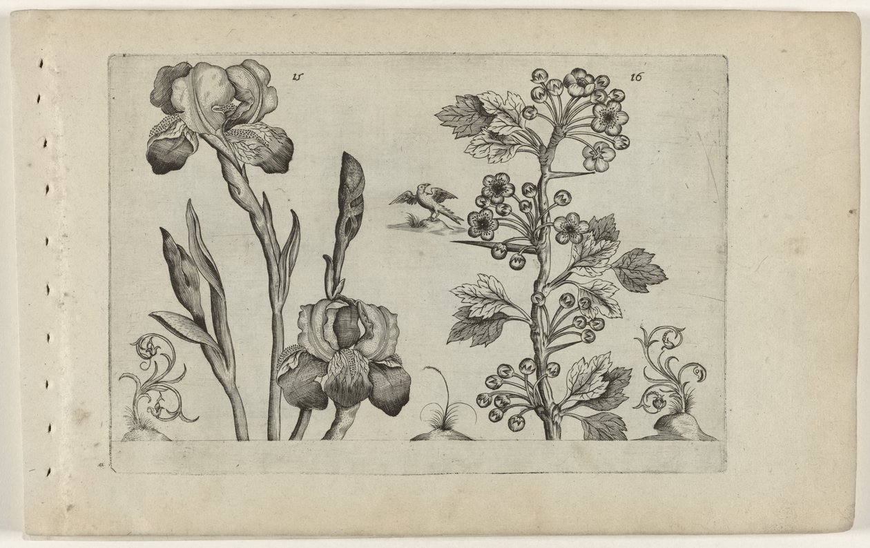 Bardiris og coralmeidoorn Cognoscite Lily (serietitel) af Crispijn van de Passe (I) (attributed to)