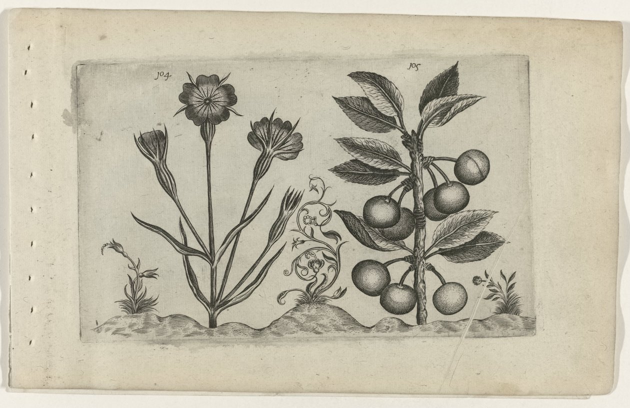 Bolderik en zure kers Know the Lilies (serietitel) af Crispijn van de Passe (I) (attributed to)