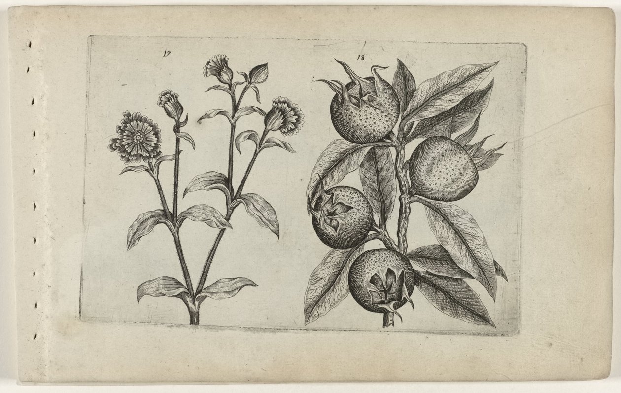 Daggøgeblomst og mispel Cognoscite lilia (serietitel) af Crispijn van de Passe (I) (attributed to)