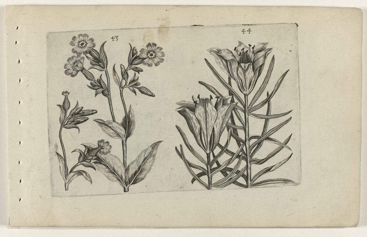 Daggøgeblomst og ruglilje Cognoscite lilia (serietitel) af Crispijn van de Passe (I) (attributed to)
