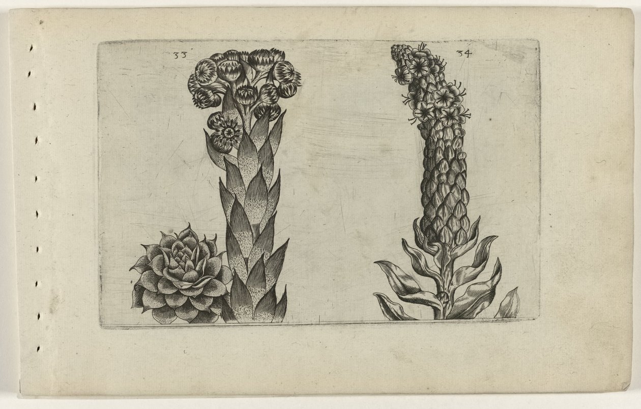 Thunderblade og mullein Cognoscite lilia (serietitel) af Crispijn van de Passe (I) (attributed to)