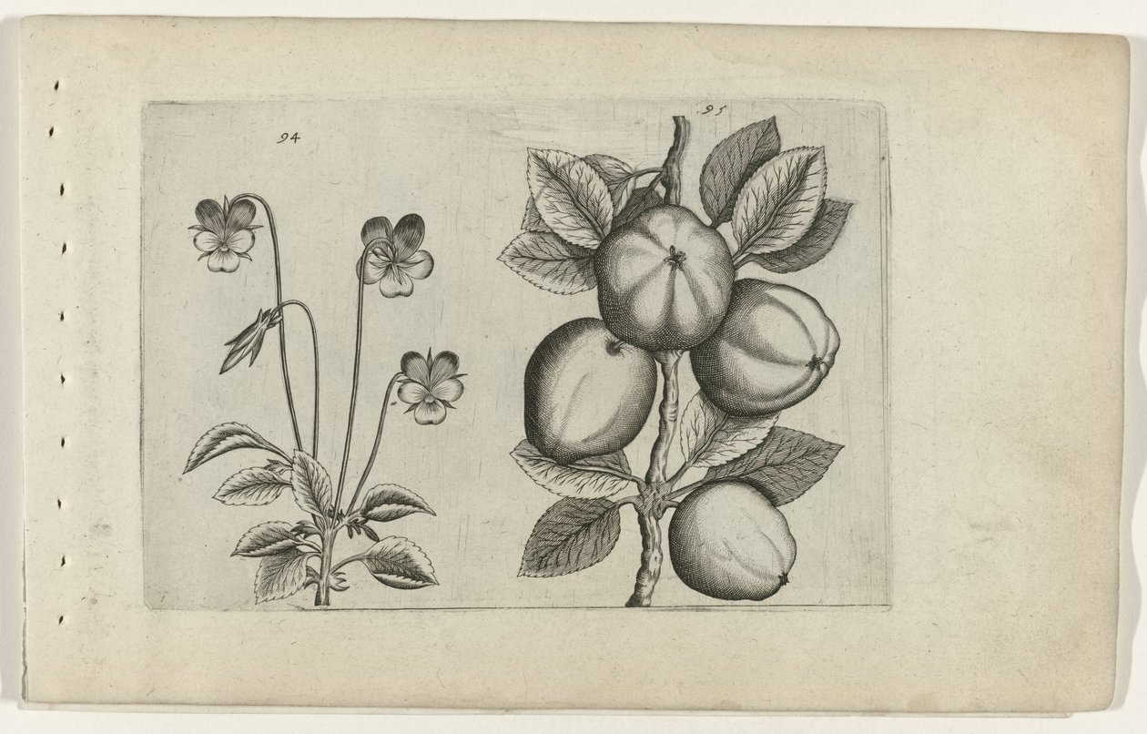Trefarvet viol og æble Cognoscite lilia (serietitel) af Crispijn van de Passe (I) (attributed to)
