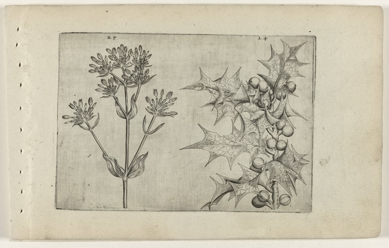Centaury(?) og Holly Cognoscite lilia (serietitel) af Crispijn van de Passe (I) (attributed to)