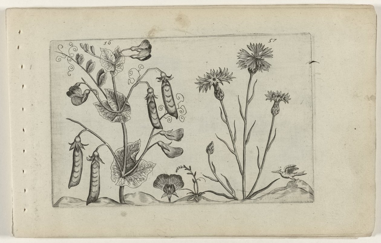 Erwt en korenbloem Know the Lilies (serietitel) af Crispijn van de Passe (I) (attributed to)