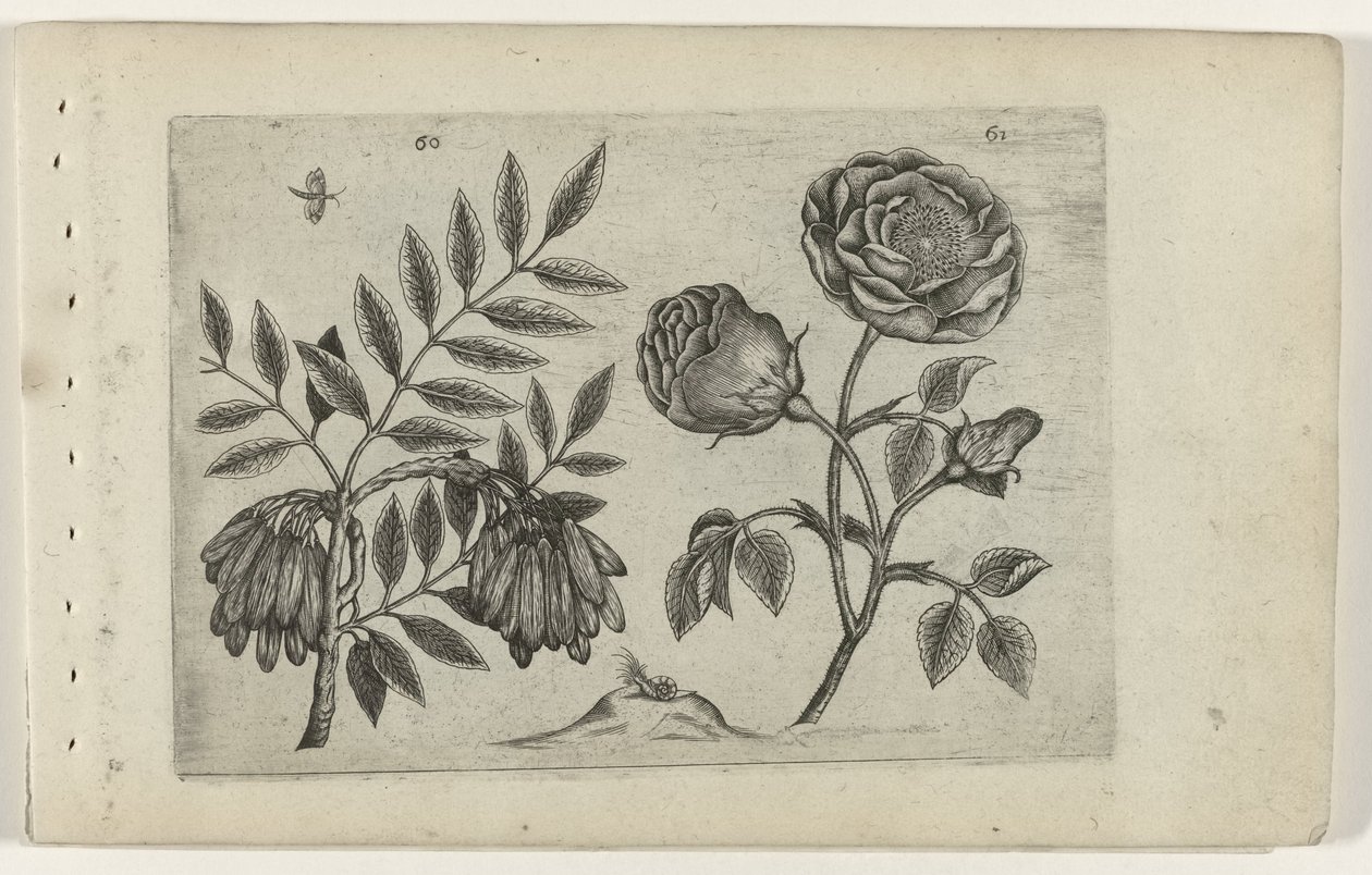 Du er en roos Know the Lilies (serietitel) af Crispijn van de Passe (I) (attributed to)
