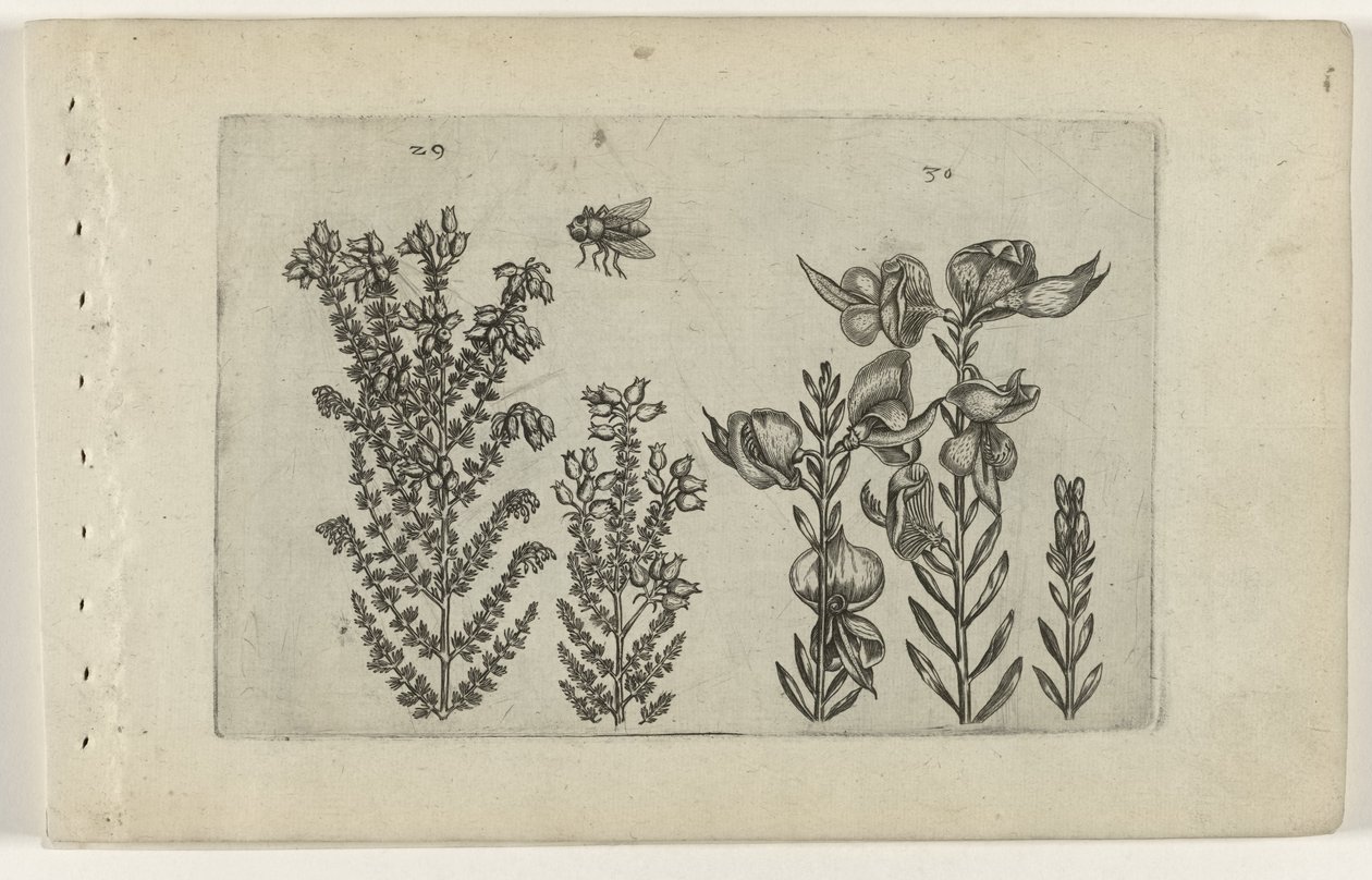 Almindelig hede og kostebusk Cognoscite lilia (serietitel) af Crispijn van de Passe (I) (attributed to)