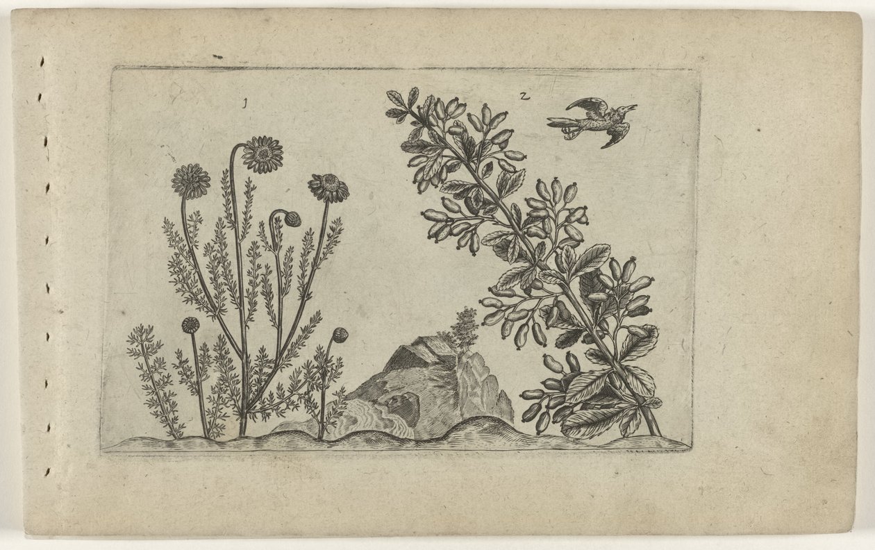 Gewone kamille en zuurbes Know the Lilies (serietitel) af Crispijn van de Passe (I) (attributed to)