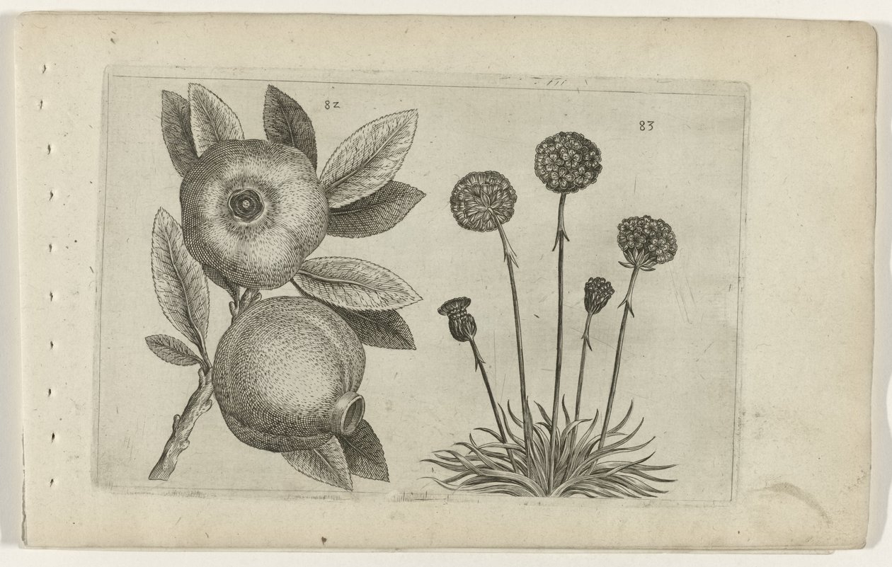 Granaatappel en Engelsk gras Know the Lilies (serietitel) af Crispijn van de Passe (I) (attributed to)