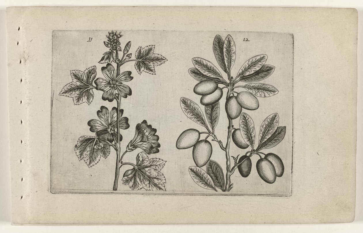 Stort malve- og oliventræ Cognoscite lilia (serietitel) af Crispijn van de Passe (I) (attributed to)