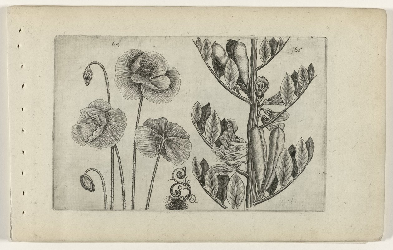 Stor valmue og bondebønner Cognoscite lilia (serietitel) af Crispijn van de Passe (I) (attributed to)