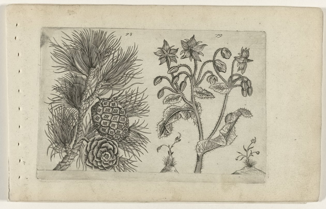 Grove den en bernagie Know the Lilies (serietitel) af Crispijn van de Passe (I) (attributed to)