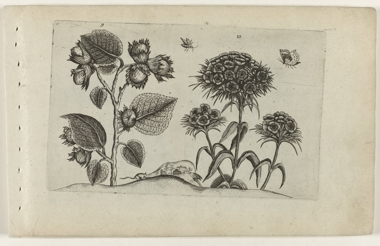 Hazel og søde William Cognoscite lilia (serietitel) af Crispijn van de Passe (I) (attributed to)
