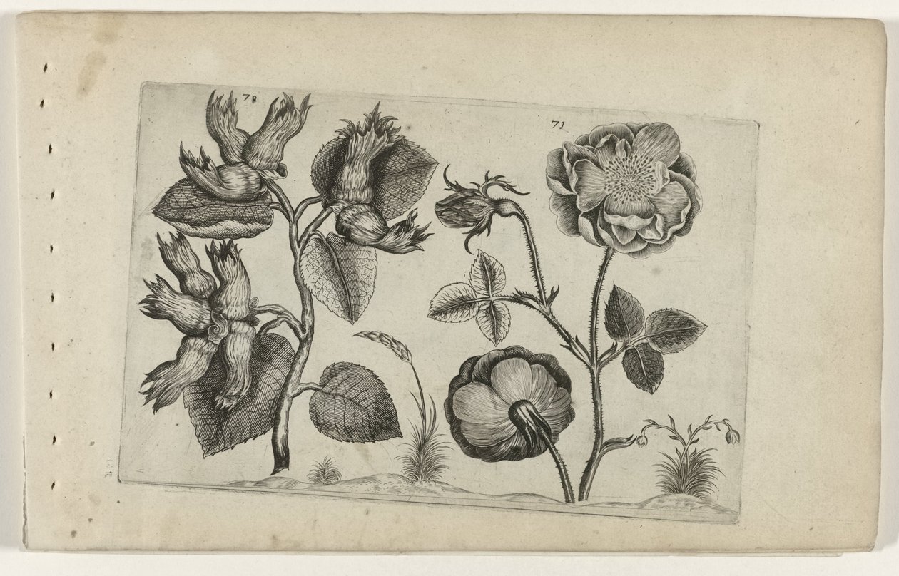 Hazelaar i roser Cognoscite Lily (serietitel) af Crispijn van de Passe (I) (attributed to)