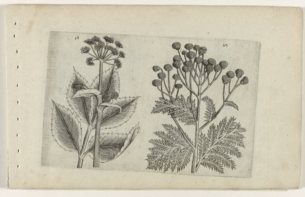 Hertswortel en boerenwormkruid Know the Lilies (serietitel) af Crispijn van de Passe (I) (attributed to)