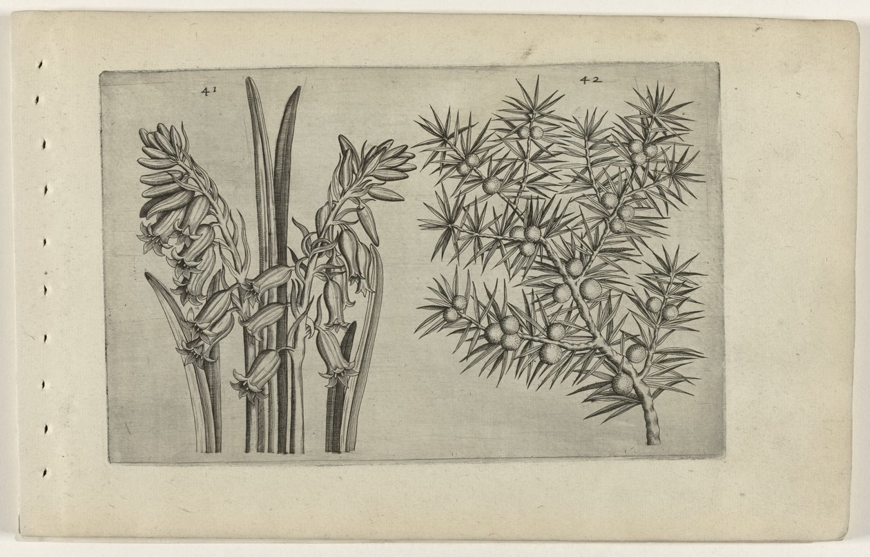 Hyacint og jenerbes Know the Lilies (serietitel) af Crispijn van de Passe (I) (attributed to)