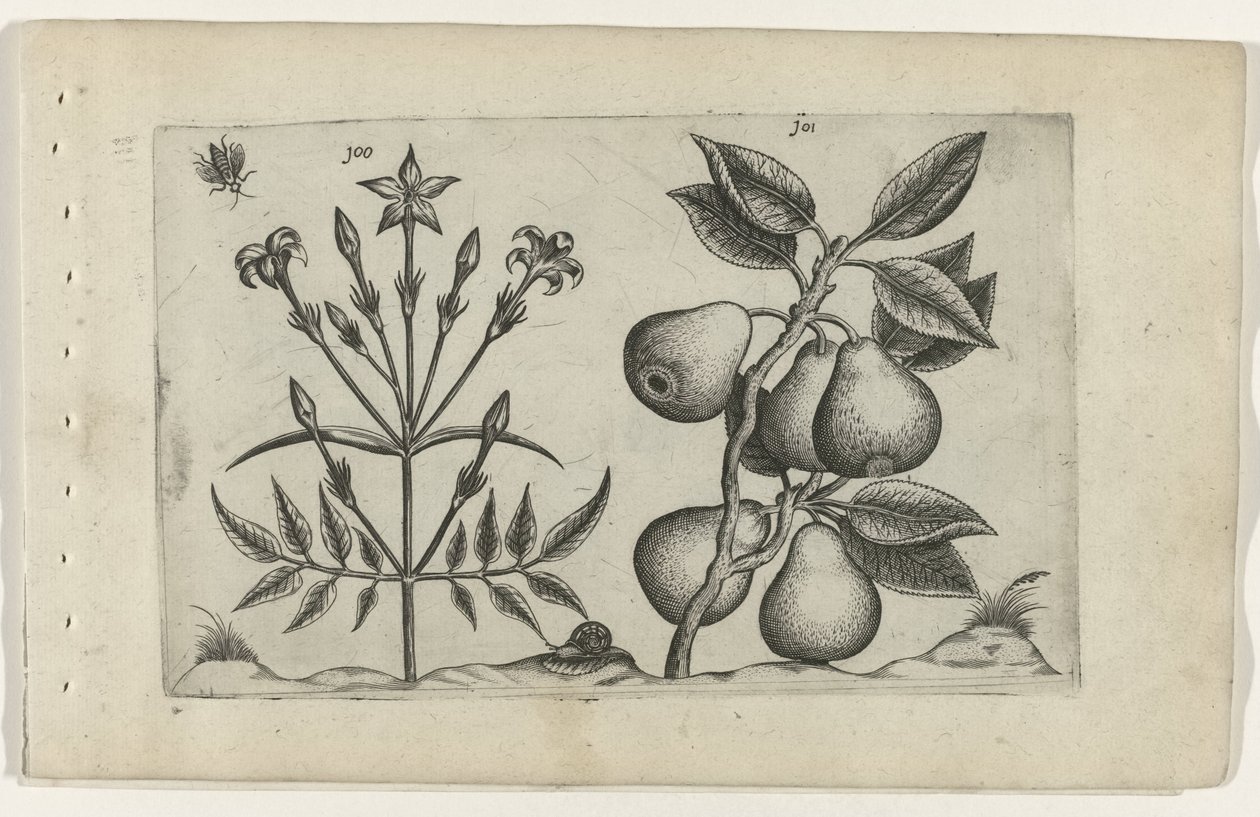 Jasmin og pære Cognoscite lilia (serietitel) af Crispijn van de Passe (I) (attributed to)