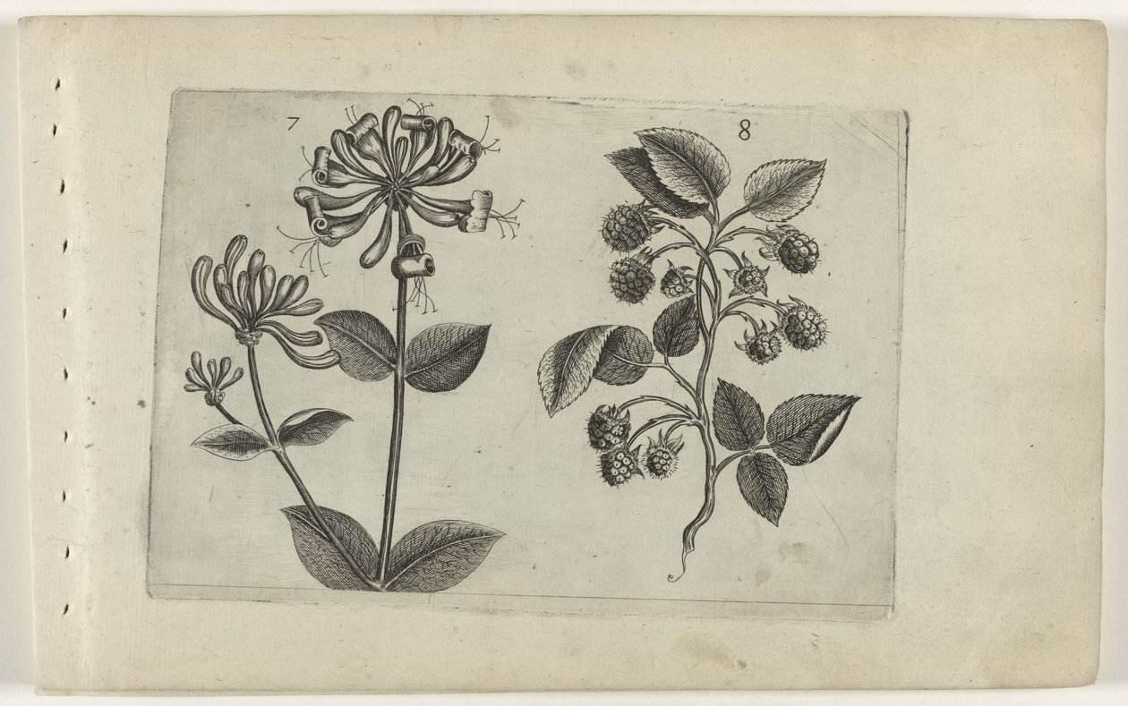 Kamperfoelie en framboos Know the Lilies (serietitel) af Crispijn van de Passe (I) (attributed to)