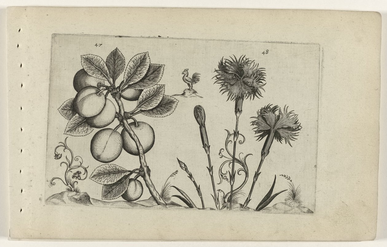 Kerspruit en tuinanjer Know the Lilies (serietitel) af Crispijn van de Passe (I) (attributed to)