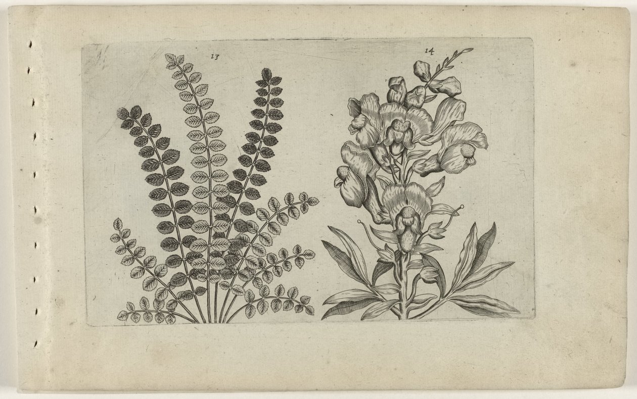 Lille pimpernel og stor snapper Cognoscite Lilia (serietitel) af Crispijn van de Passe (I) (attributed to)