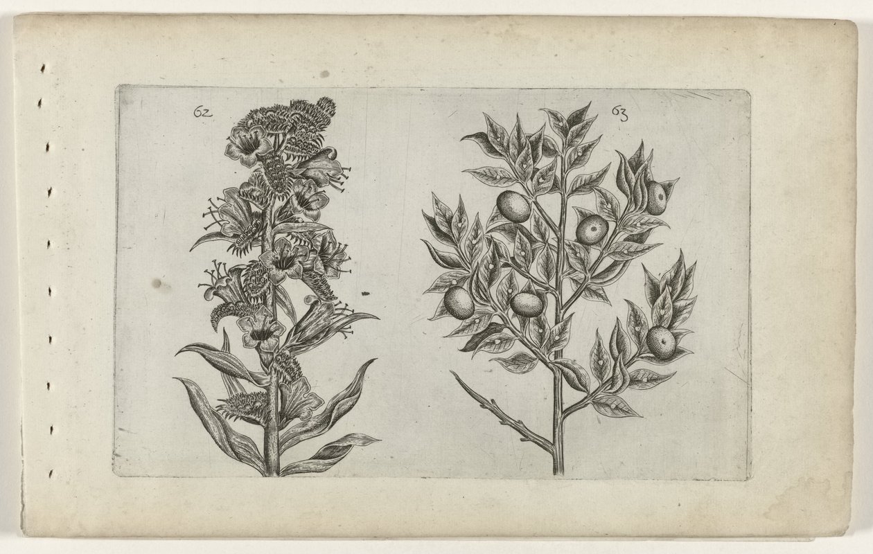Kromhals en muisdoorn Know the Lilies (serietitel) af Crispijn van de Passe (I) (attributed to)